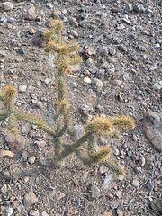 Cylindropuntia alcahes (5770190459).jpg