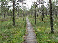 Cepkeliu swamps.jpg