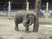 Éléphant à Bellewaerde.JPG
