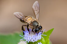 Apis cerana, Asiatic honey bee - Khao Yai National Park.jpg