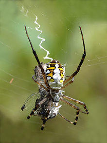Argiope catenulata at Kadavoor.jpg