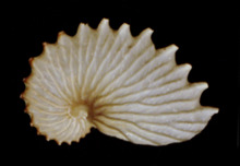 Argonauta cornuta eggcase.png