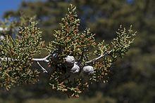 Cupressus sargentii.jpg