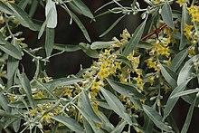 Elaeagnus angustifolia 0353.JPG
