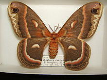 Hyalophora cecropia adult female sjh.JPG