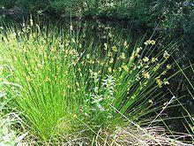 Juncus effuses.jpg