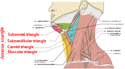 Copy of Musculi coli base, my edits for tringles, labeled trianglesanteriorT.svg