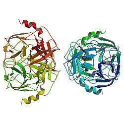PBB Protein PRTN3 image.jpg