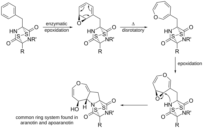 Aranotin ring formation.svg