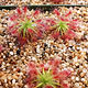 Drosera barbigera photo.jpg