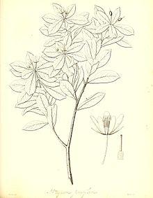 The botany of Captain Beechey's voyage; comprising an acount of the plants collected by Messrs. Lay and Collie, and other officers of the expedition, during the voyage to the Pacific and Behring's (20219000049).jpg