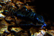 Corydoras habrosus.png