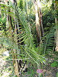 Ceroxylon parvifrons - Val Rahmeh - DSC04274.JPG