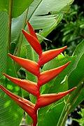 Heliconia foreroi (14918909485).jpg