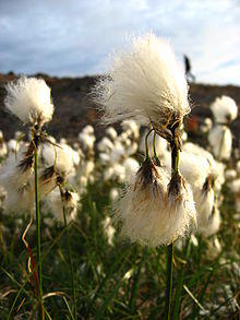 Eriophorum angustifolium upernavik 2007-08-01 1.jpg