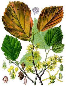 Hamamelis virginiana - Köhler–s Medizinal-Pflanzen-070.jpg
