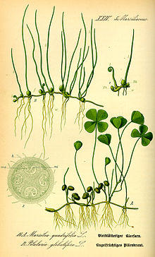 Illustration Pilularia globulifera0.jpg