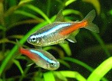 Neonka obecna paracheirodon innesi.jpg