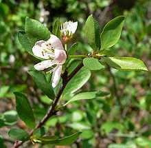 Prunus subcordata 3.jpg