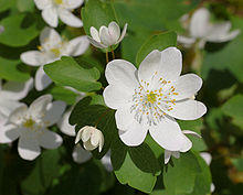 Rue Anemone Thalictrum thalictroides Flower 2479px.jpg