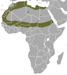 Saharan Striped Polecat area.png