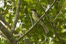 Simple Leaflove - near Kakum NP - Ghana 14 S4E2868 (16016321478).jpg