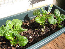 Tatsoi a few days after a big harvest.jpg