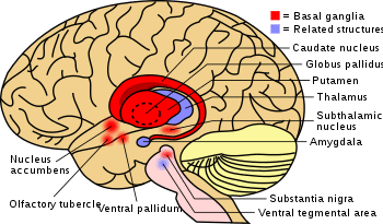 The basal ganglia at the brain's center with the thalamus next to it. Nearby related brain structures are also shown.