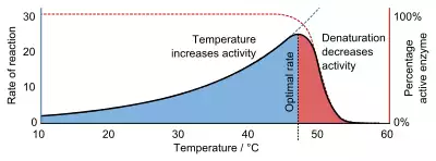 A graph showing that reaction rate increases exponentially with temperature until denaturation causes it to decrease again.