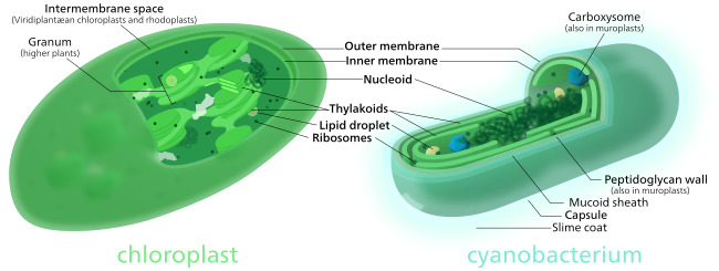Comparison of chloroplasts and cyanobacteria showing their similarities. Both chloroplasts and cyanobacteria have a double membrane, DNA, ribosomes, and thylakoids.