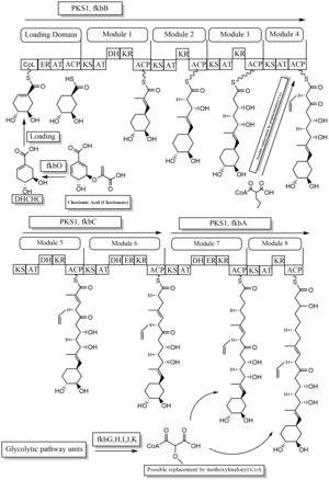 Tacrolimus biosynthesis part 1.tif