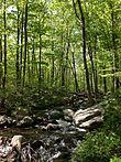 2013-05-12 15 09 39 Stream along the MacEvoy Trail in Ramapo Mountain State Forest in New Jersey.jpg