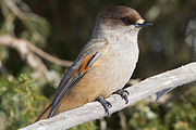 Siberian Jay (Perisoreus infaustus) (13667845783).jpg