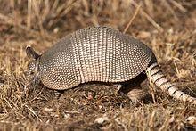 9-banded-armadillo.jpg