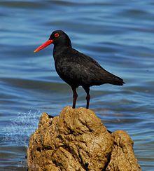 African Black Oystercatcher (2).JPG