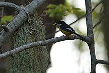 Apalis chariessa.jpg