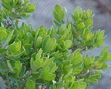 Baccharis pilularis.jpg