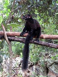 Black Lemur Lemur.jpg