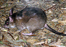 Malagasy.giant.rat.arp.jpg
