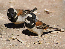 Passer melanurus (2 males).jpg