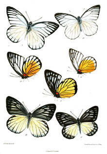 Prioneris clemanthe 537.png
