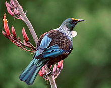 Prosthemadera novaeseelandiae -Waikawa, Marlborough, New Zealand-8 (2).jpg