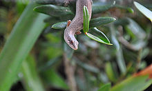 Saproscincus mustelinus.jpg