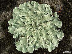 Flavoparmelia caperata 240112.jpg
