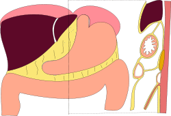 GastrocolicLigament.svg