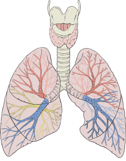 Lungs diagram detailed.svg