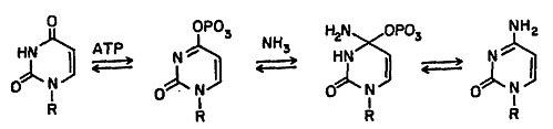 Ctp synthase mechanism.jpg