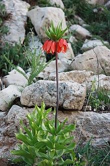 لاله واژگون در کوه دنا.jpg