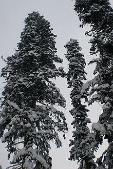 Abies nordmanniana snow.jpg