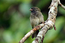 Black-faced grassquit (Tiaris bicolor) male.jpg
